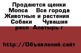 Продаются щенки Мопса. - Все города Животные и растения » Собаки   . Чувашия респ.,Алатырь г.